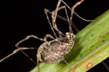 Media type: image;   Invertebrate Zoology 133326